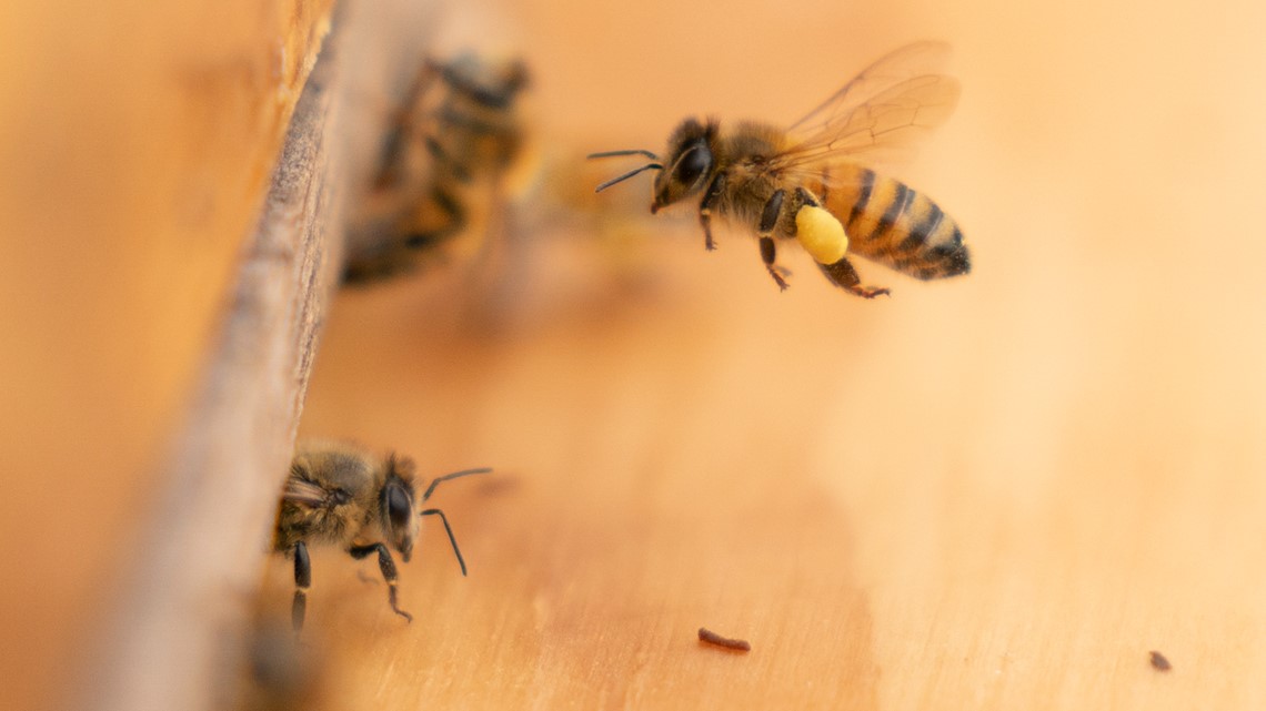 US promotes honeybees with hives at buildings: 