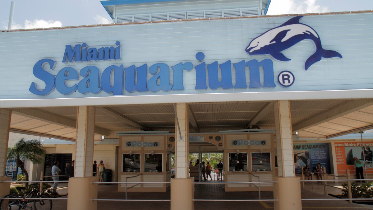 Miami-Dade is looking into USDA report of alarming issues found during Miami Seaquarium inspection  NBC 6 South Florida [Video]