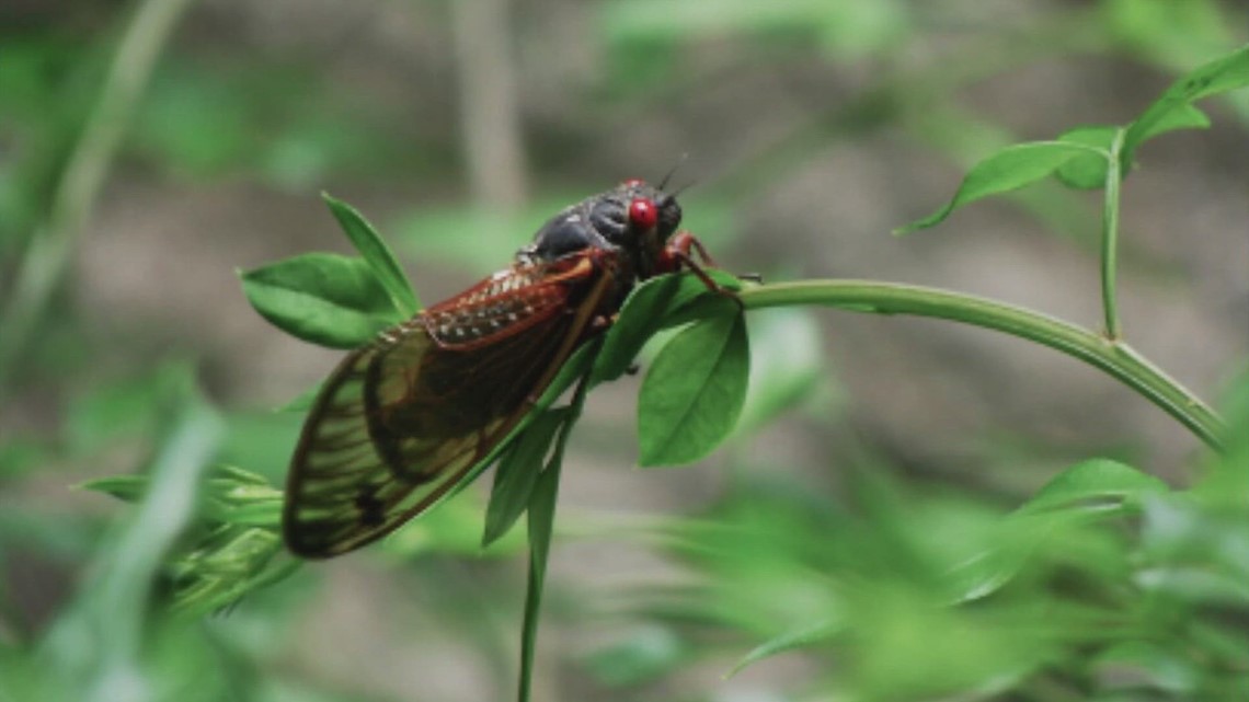 ‘Singing’ cicadas are returning after 13 years [Video]