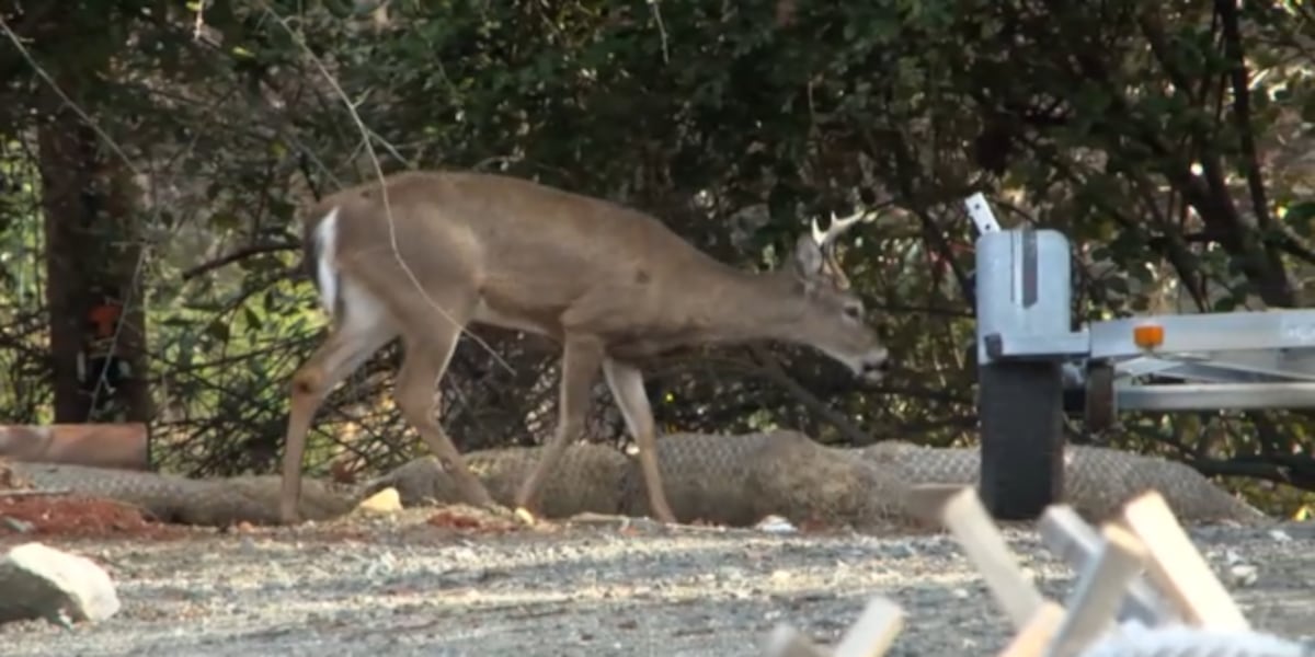 Tega Cay leaders share underwhelming results of deer culling operation [Video]