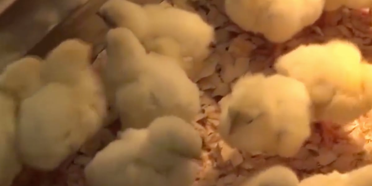 Four reports of avian flu reported in Dallas County [Video]