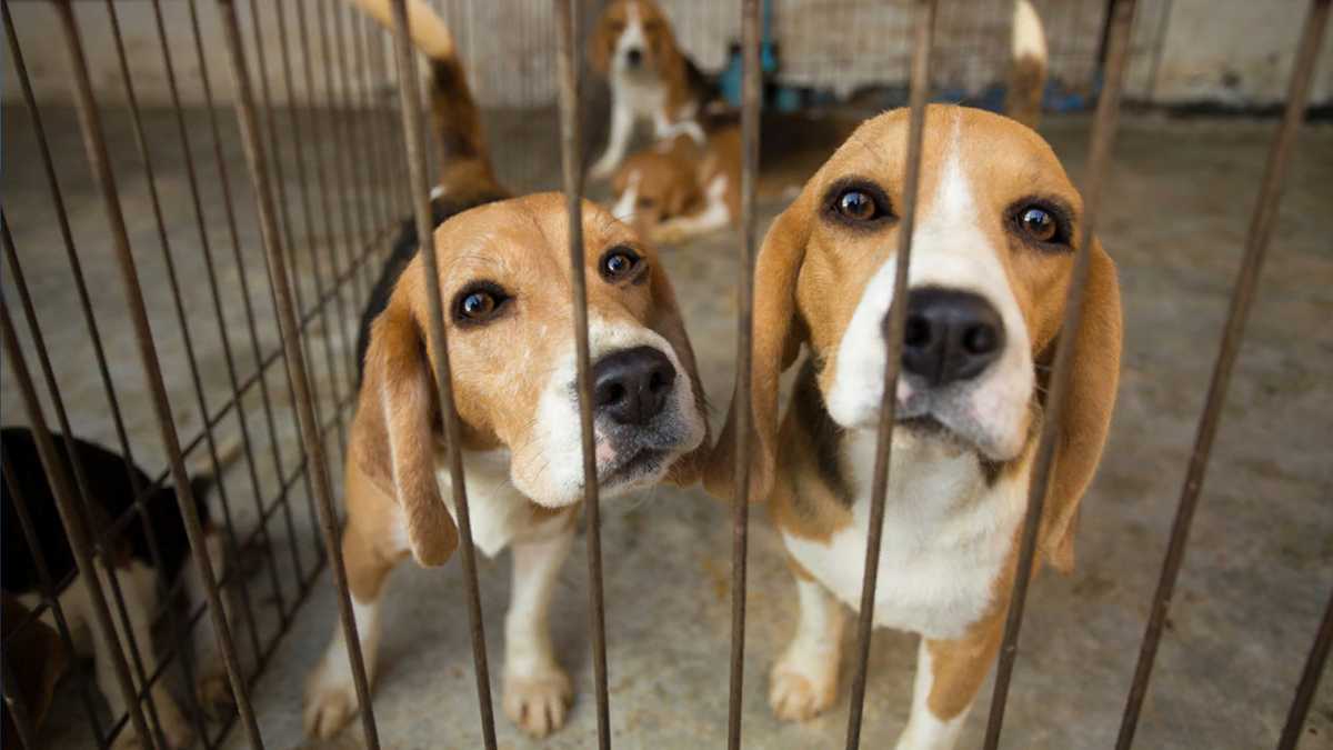 Animal Shelter Support Fund grants awarded to nine shelters, including two in the Triad [Video]