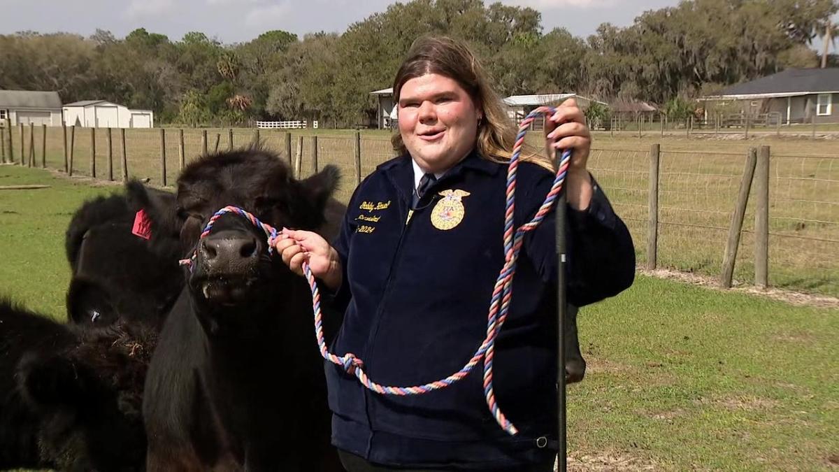 Annual steer auction at Florida Stawberry Festival carries meaning for many [Video]