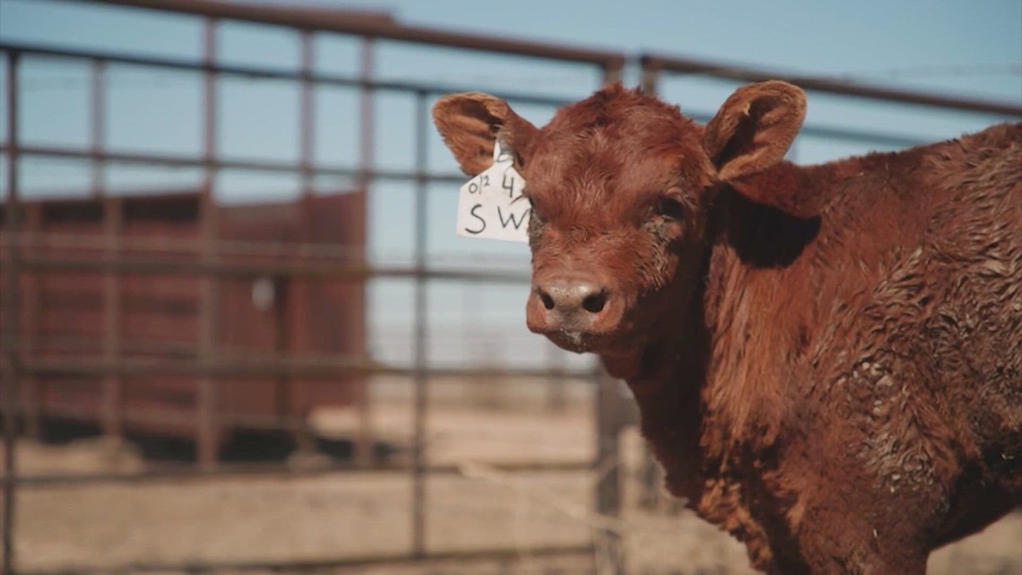 Texas cattle industry faces crisis amid Panhandle wildfires [Video]