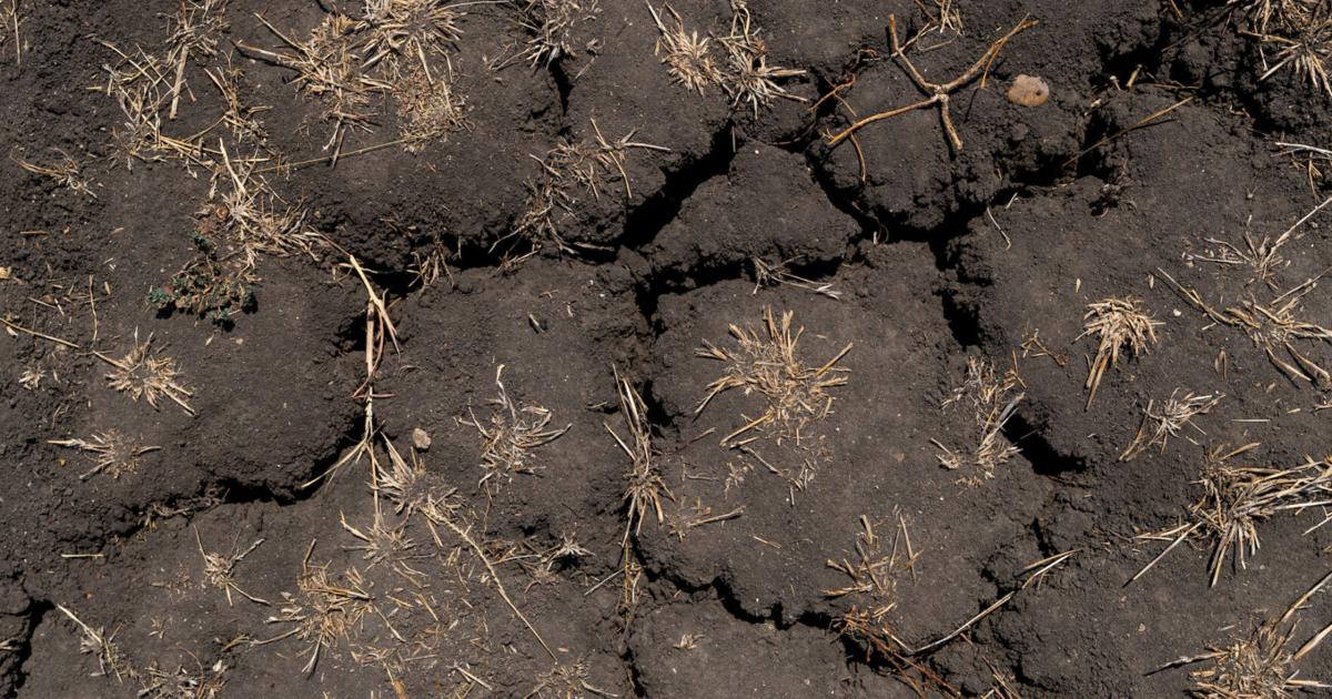 Drought loosens grip on Texas agriculture [Video]