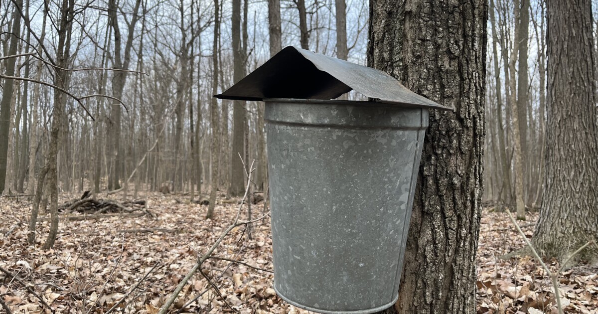 The Sweet Science: Making maple syrup in Michigan [Video]