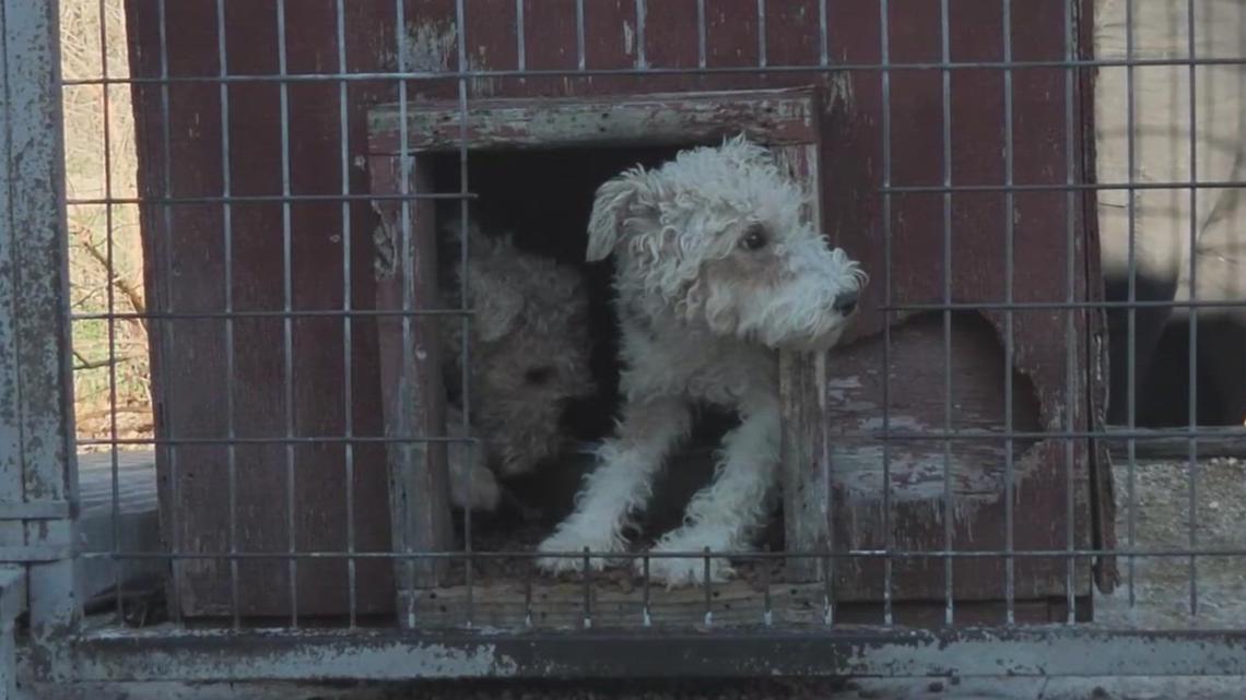 Missouri puppy mills to worsen if new bills pass, advocates say [Video]