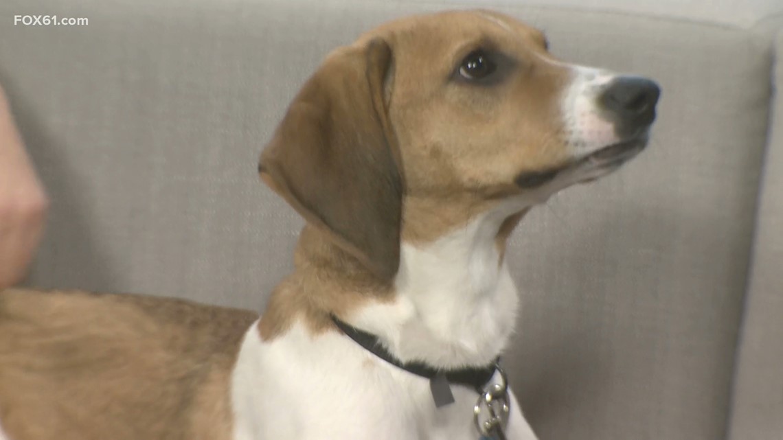 Missy, a 6-month old hound mix, is up for adoption from the Connecticut Humane Society. [Video]