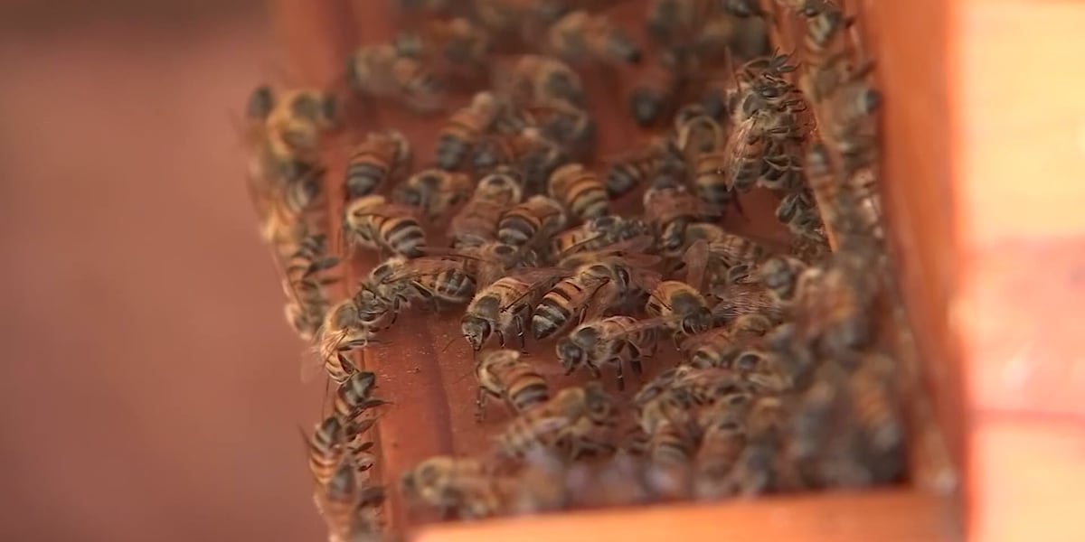 The importance of honey bees on Wisconsins agriculture industry [Video]