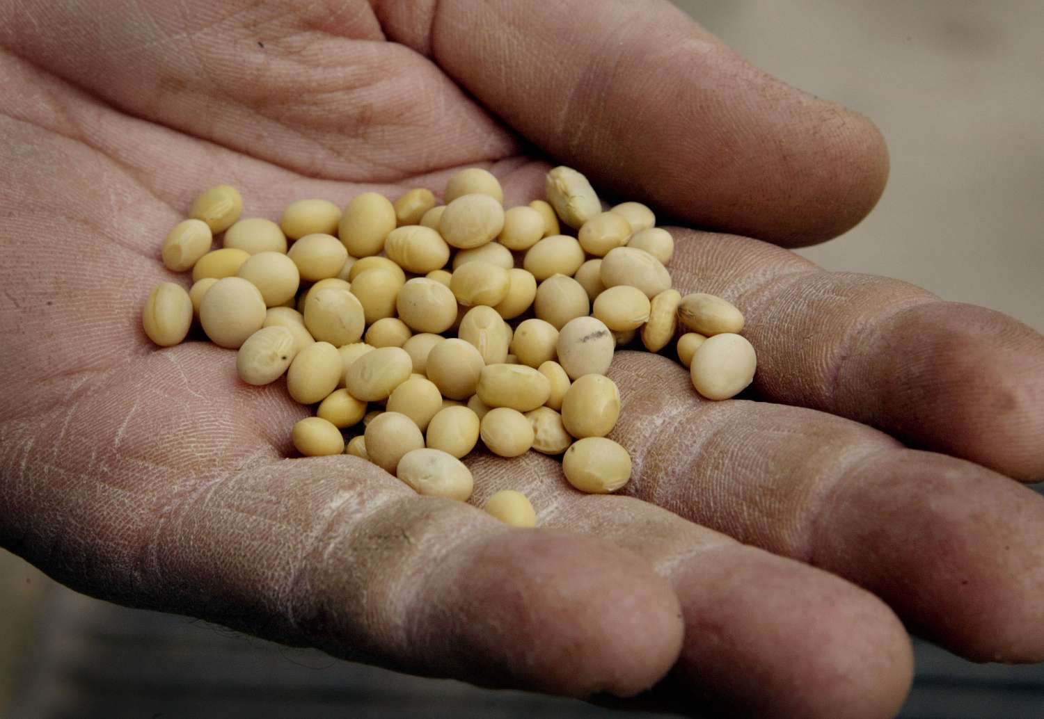 U.S. switches method to estimate China’s soy imports after data gap [Video]