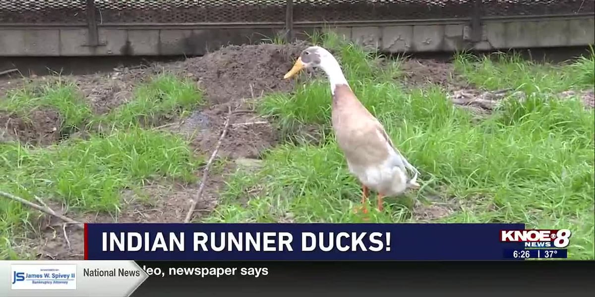 Zoo Buddy: Indian Runner Ducks! [Video]