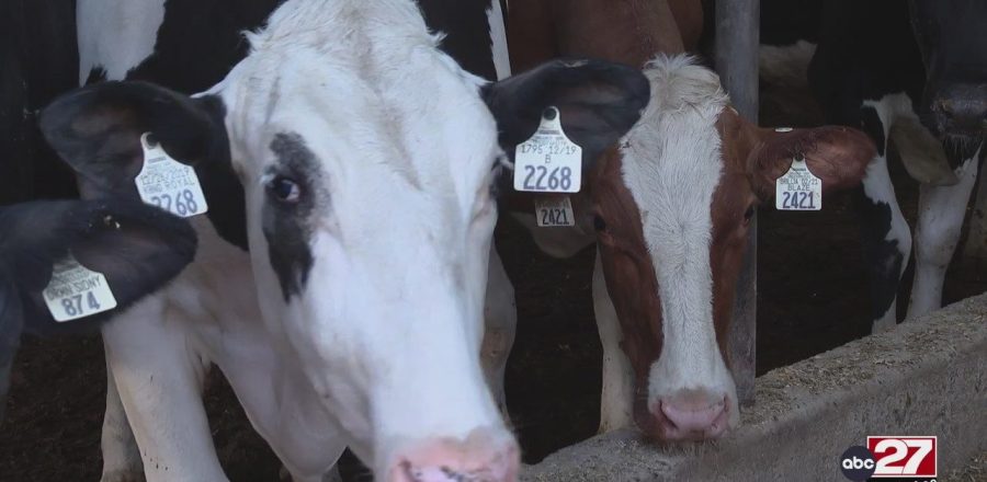 Meet a Cumberland County dairy farmer [Video]