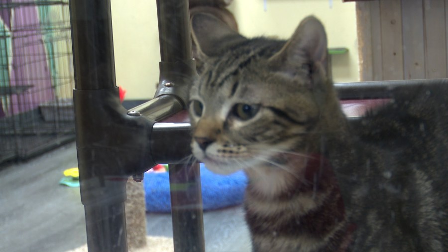 Raleigh County receives grant for spay and neuter vouchers [Video]