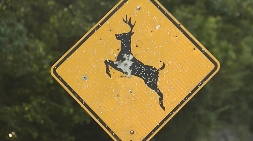 Hendersonville tables idea of culling deer herds to control population [Video]