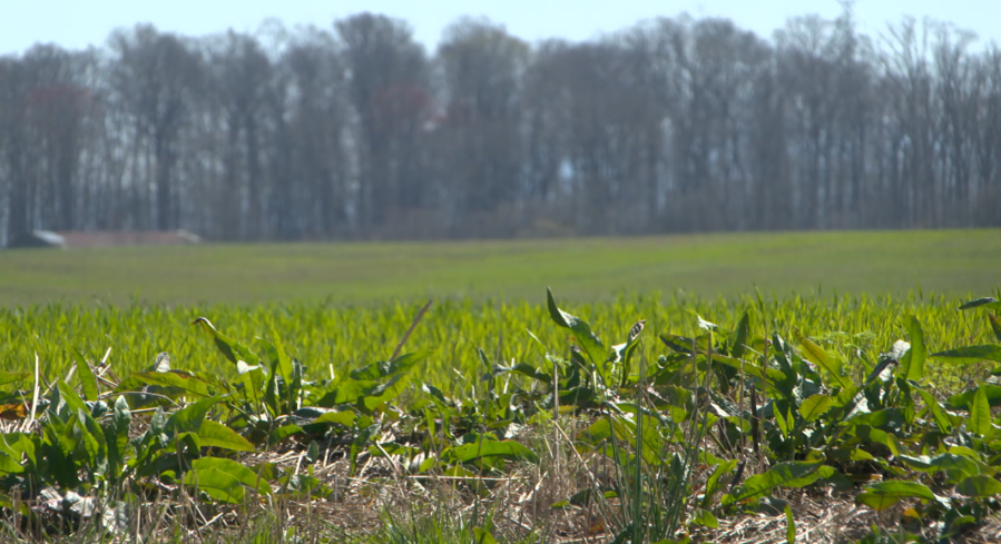 Agricultural land shrinking in Greene County [Video]