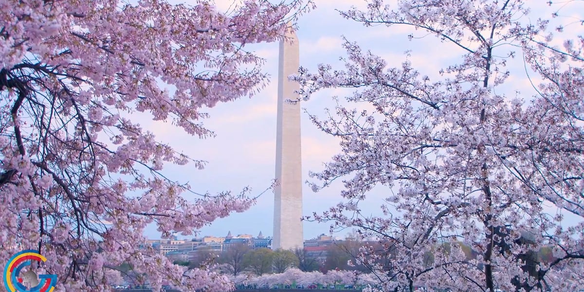 Celebrating Washington’s famed cherry blossoms [Video]