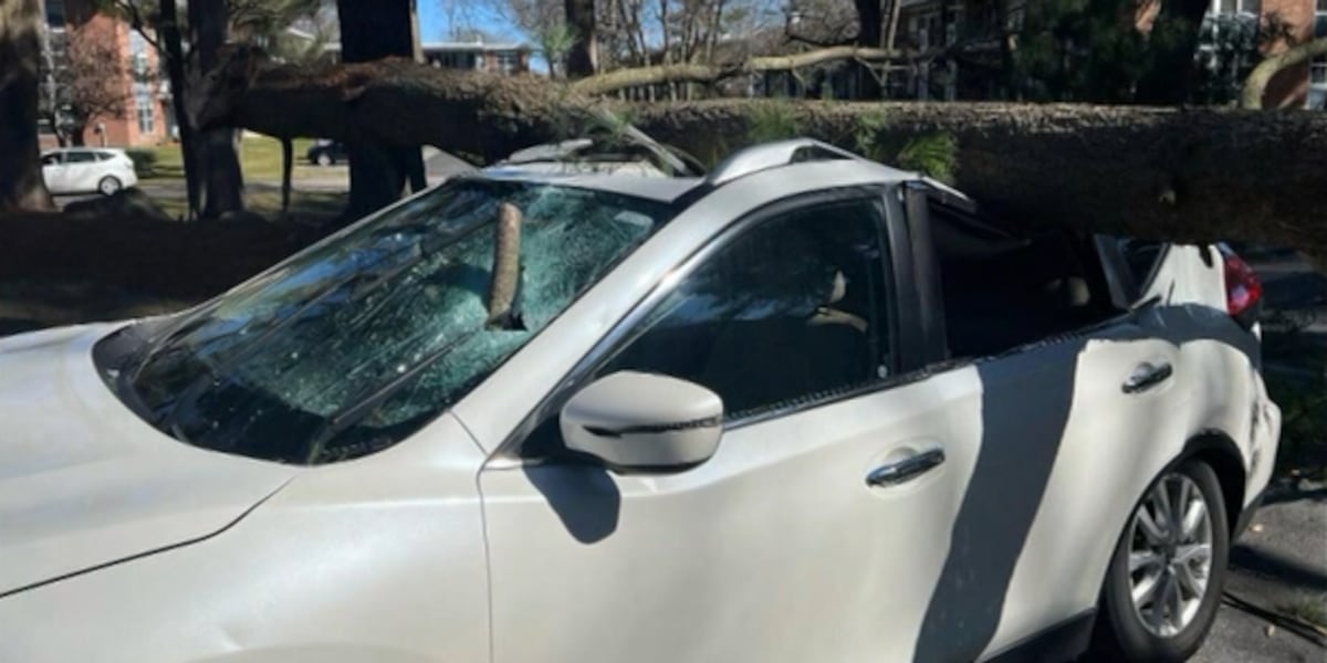 Father, son escape death by ‘inches’ when tree lands on car [Video]