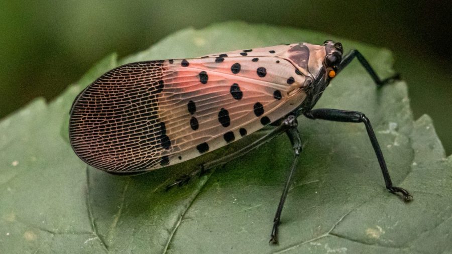 Spotted lanternfly eggs may hatch soon in Pennsylvania [Video]