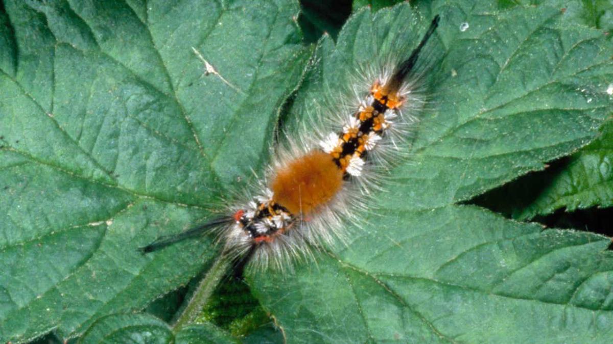 Why are there so many caterpillars right now? [Video]