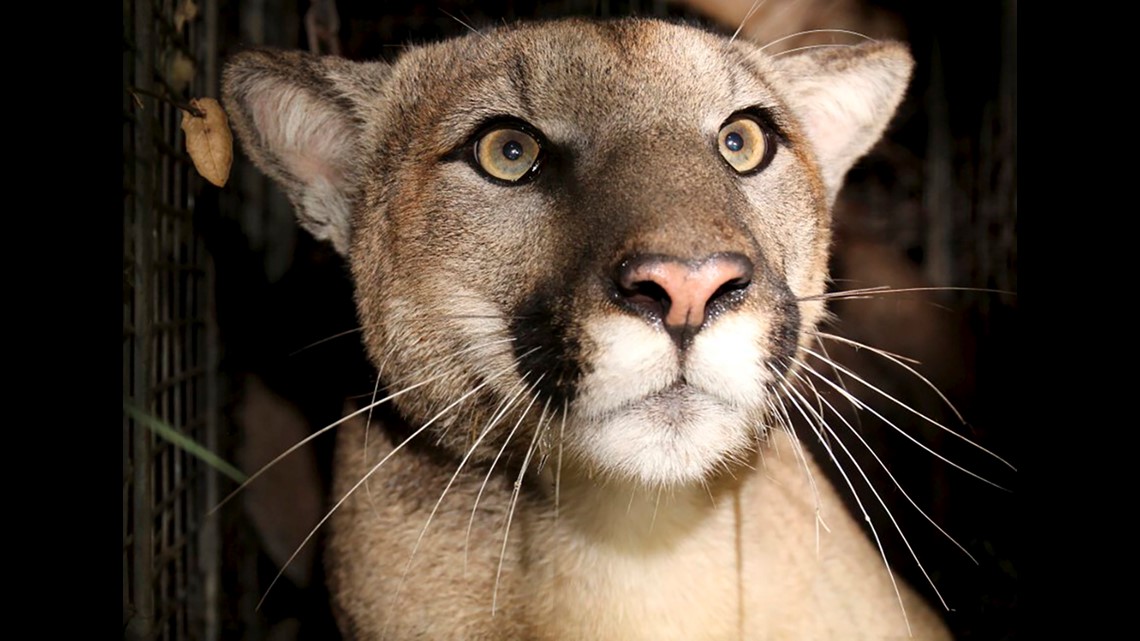 Mountain lions: Attacks are rare, but spotting one isn’t [Video]