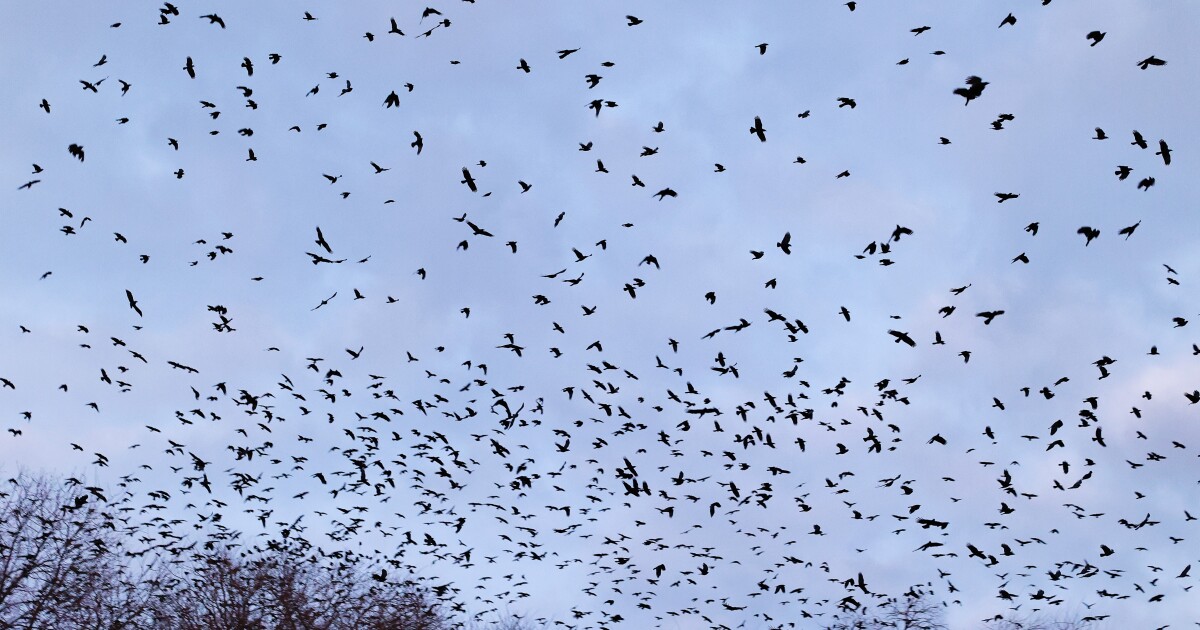 Thousands of crows in Lawrence are a marvel of nature and test case for new imaging technology [Video]