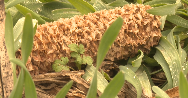 Agriculture department reports high traces of fungi in crops | State News [Video]