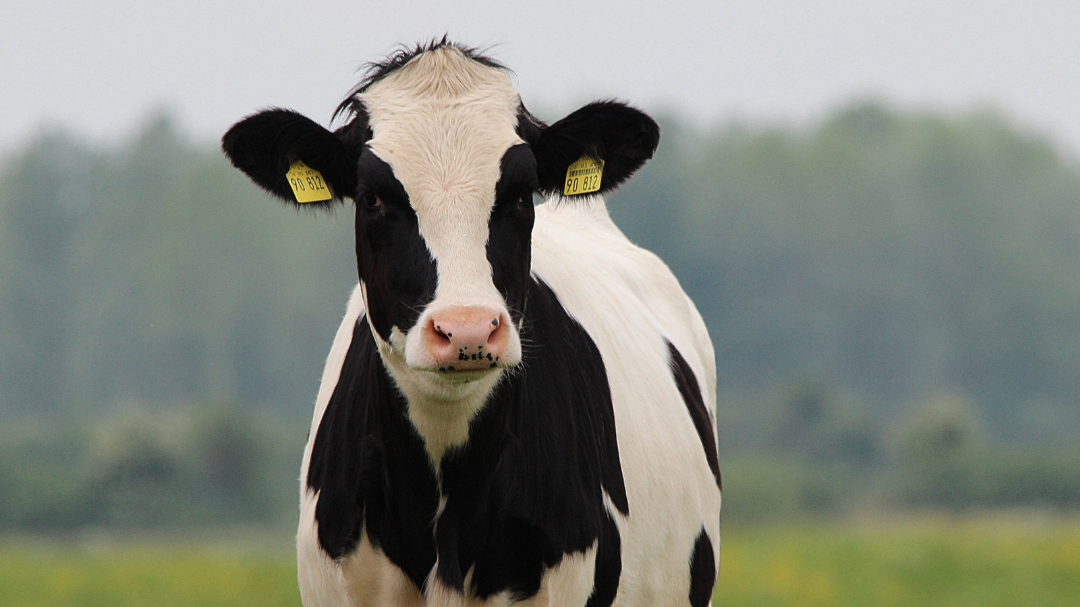 Cows across the country are getting sick with a “flu-like” illness [Video]