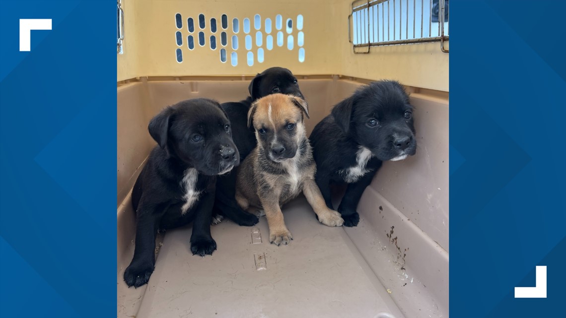 Belton, TX | Police give update on puppies found in trash bin [Video]