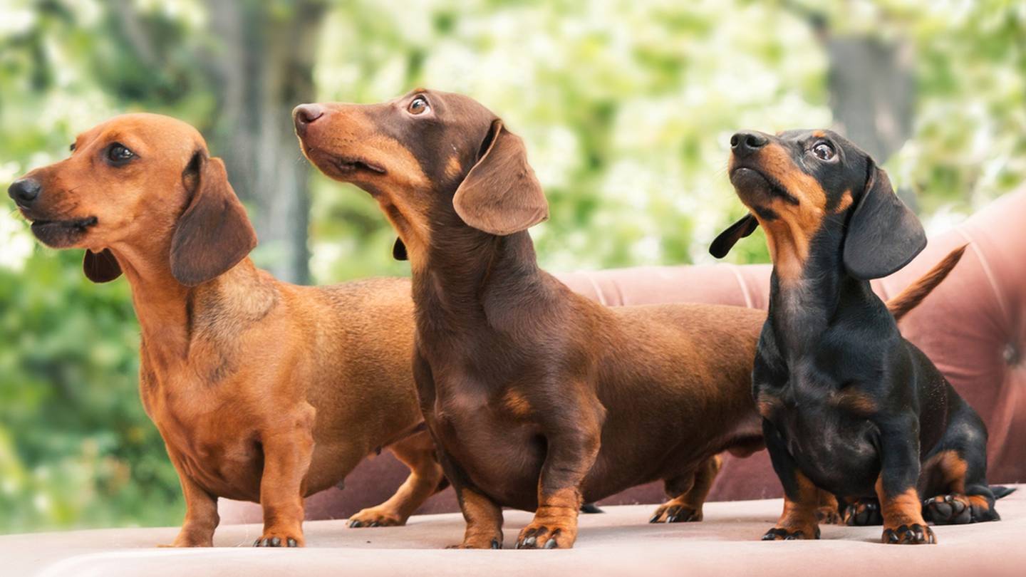 New breeding bill in Germany could threaten dachshunds  WSOC TV [Video]