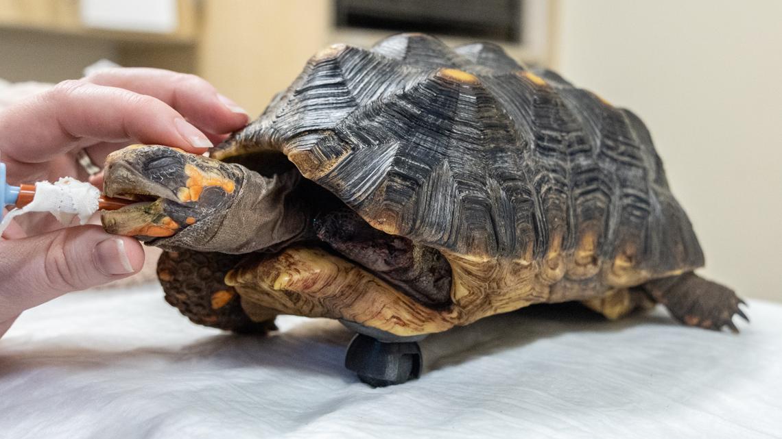 Tortoise walks again after amputation with 3D printed wheel [Video]