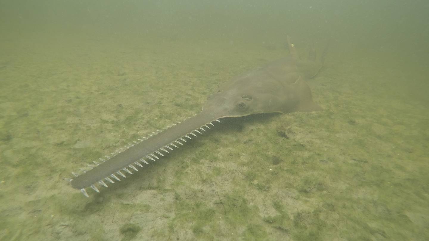 Sawfish are spinning, and dying, in Florida waters as rescue effort begins  WFTV [Video]