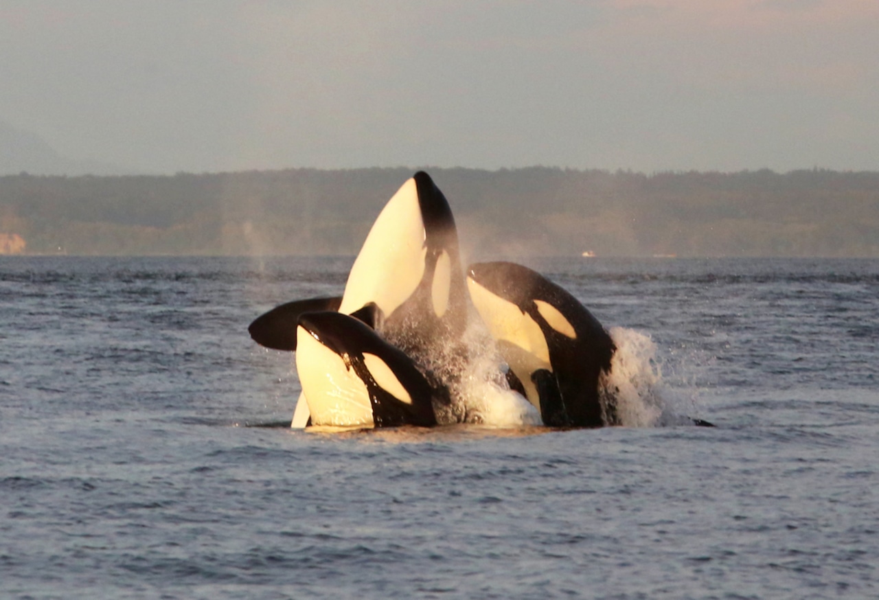 Killer whales in Puget Sound may be designated as new species of orca [Video]