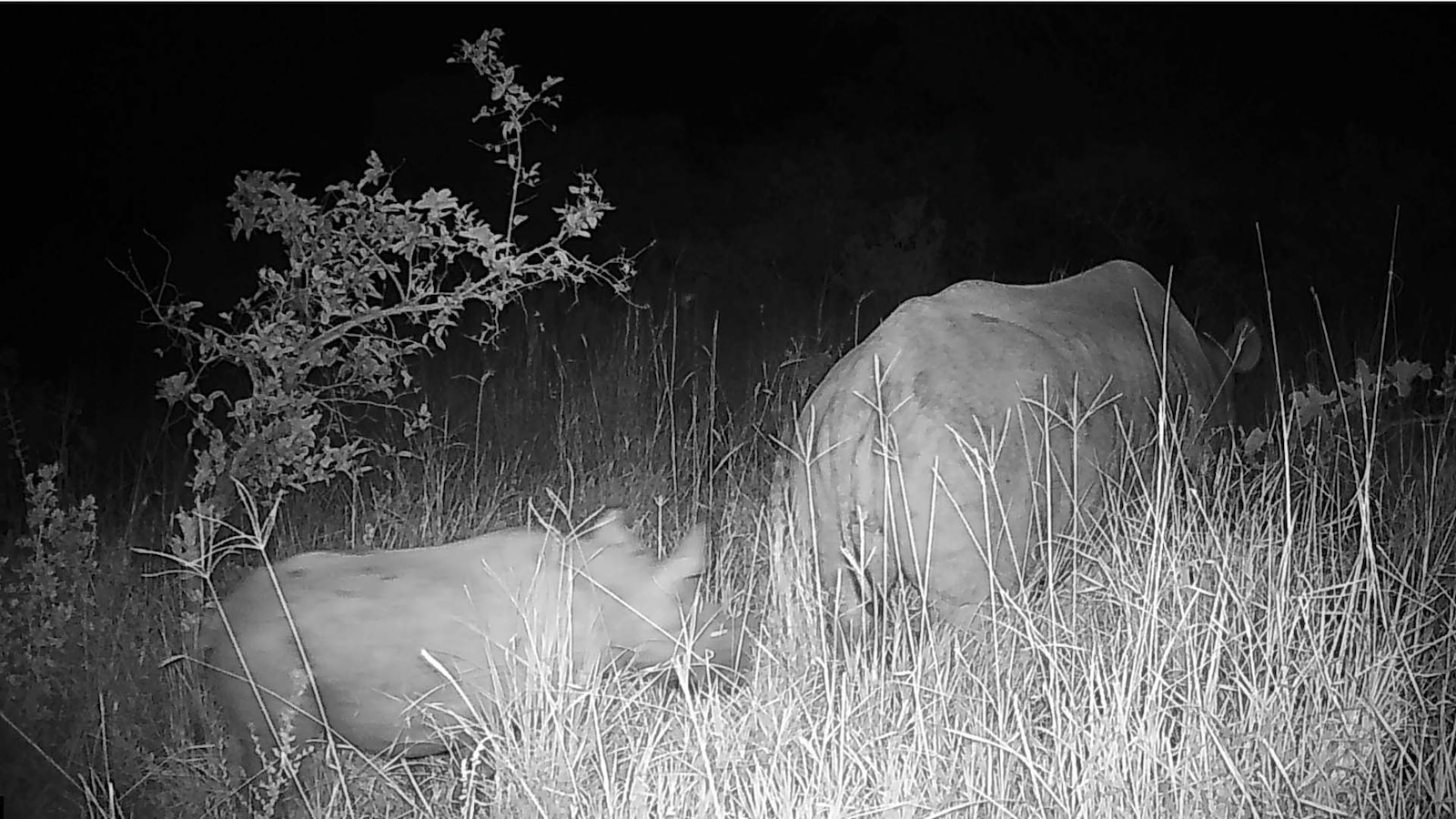Wild birth of critically endangered black rhino in Kenya dubbed a ‘conservation success’ by wildlife researchers [Video]