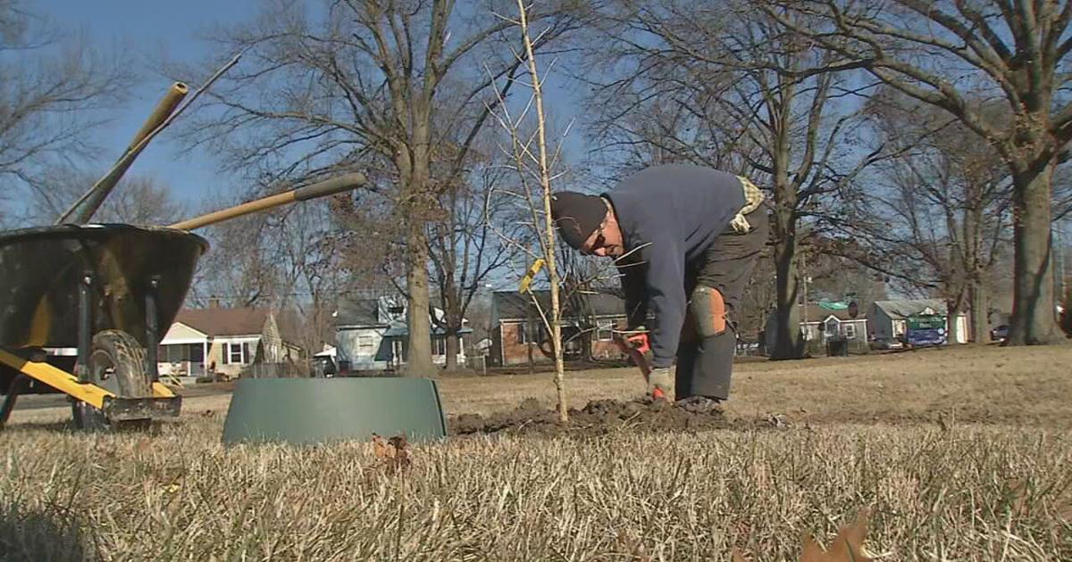 New ‘Louisville Tree Plan’ aimed at reversing decline of city’s tree canopy in more neighborhoods | News from WDRB [Video]