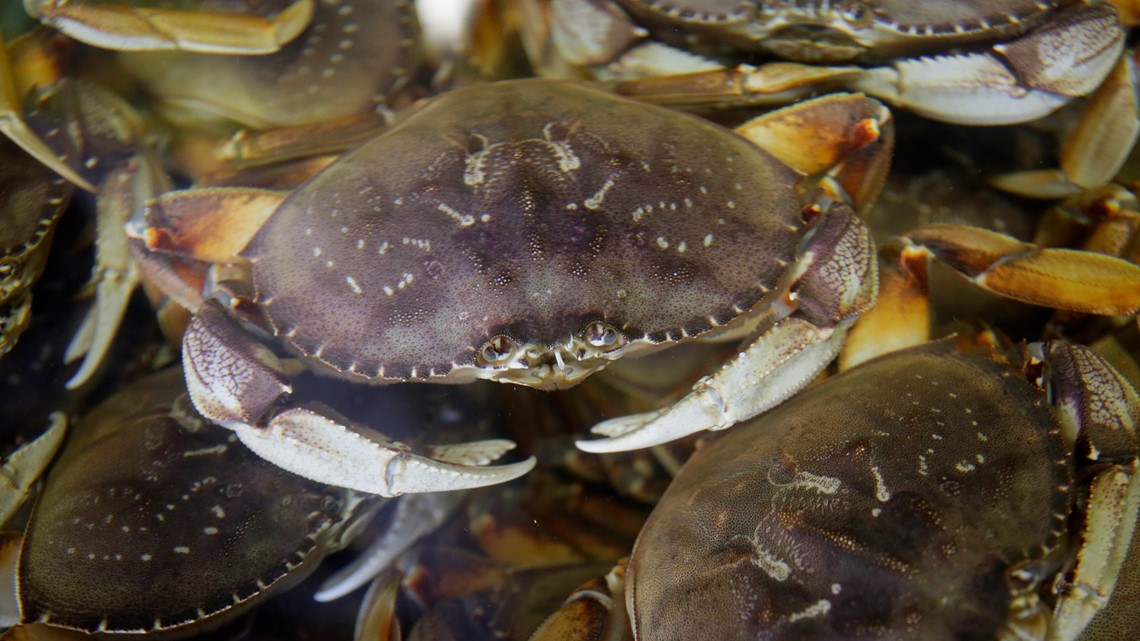 California’s commercial Dungeness crab season ends April 8 [Video]