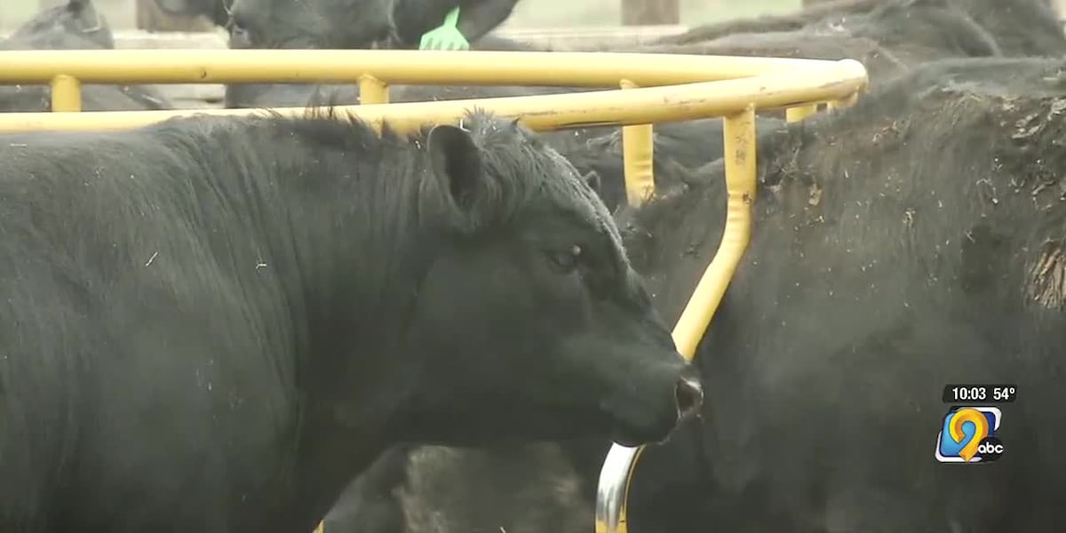USDA confirms cases of bird-flu found in dairy cows [Video]