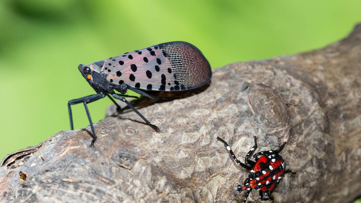 Greene County added to Pennsylvania spotted lanternfly quarantine list  WPXI [Video]