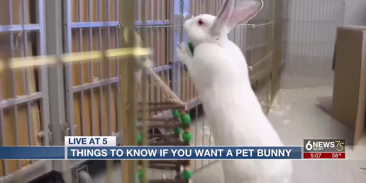 Nebraska Humane Society: Do your homework before adopting a bunny [Video]
