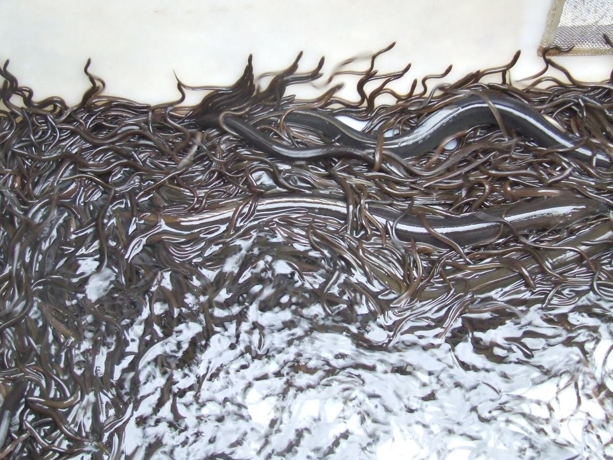 Thousands of eels die mysteriously in New Zealand as officials point finger at climate crisis [Video]