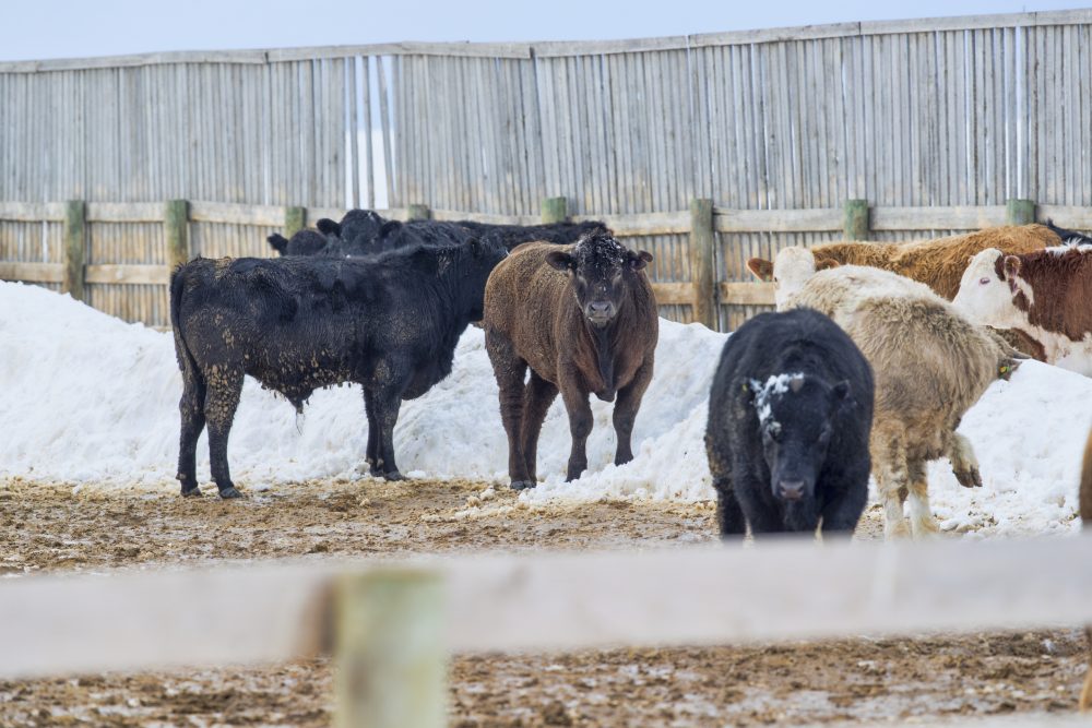 U.S. livestock: CME cattle plunge as bird flu fears spark speculative selloff [Video]