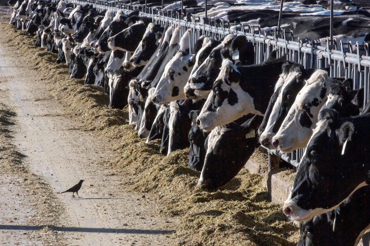 Bird flu found in dairy cattle herd in Northwest Ohio [Video]