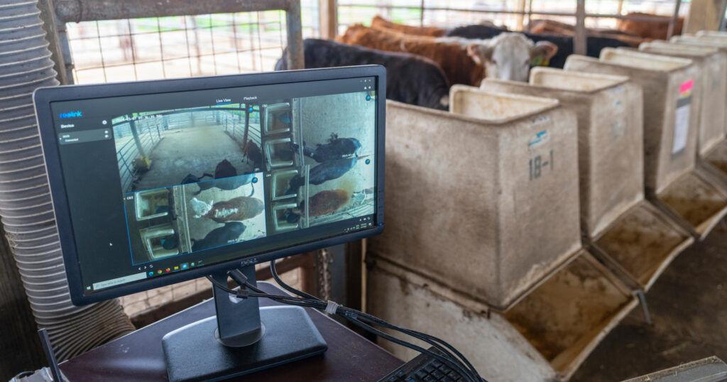 A smart examination to improve livestock management efficiency [Video]