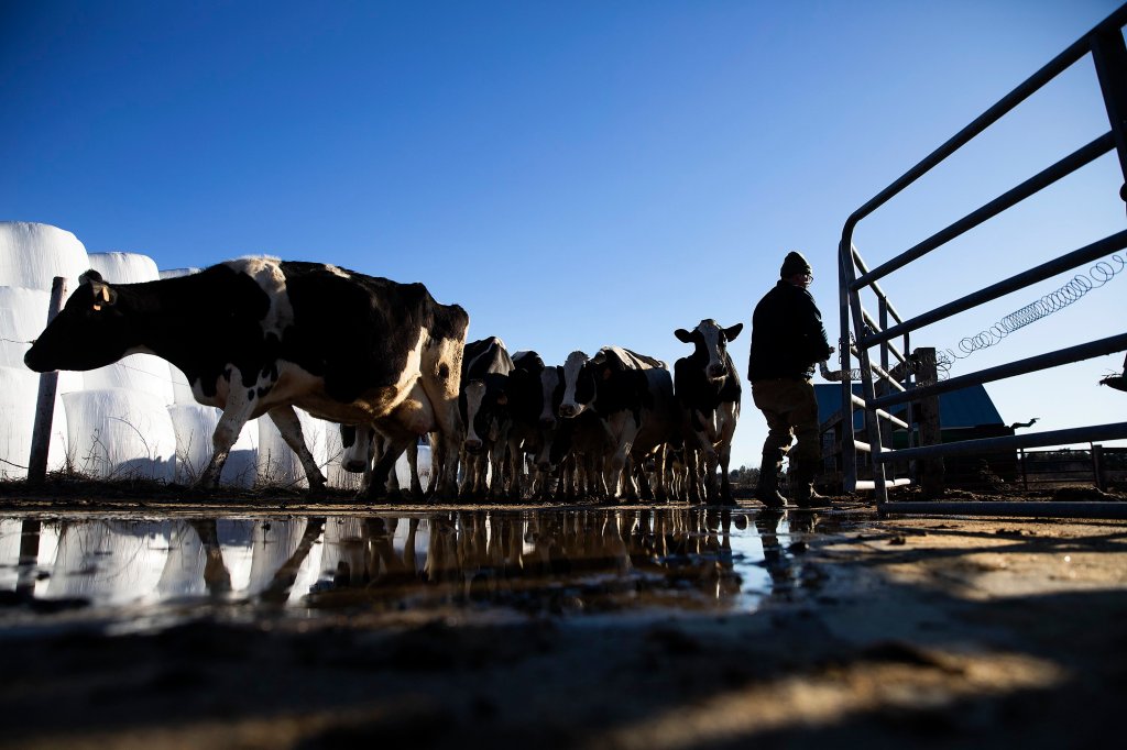 Maine dairy farms are dwindling. A task force is being set up to find out why. [Video]