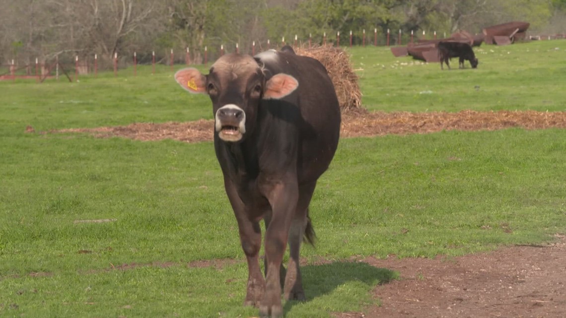 Wood Co. cattle herd likely positive for bird flu, ODA says [Video]