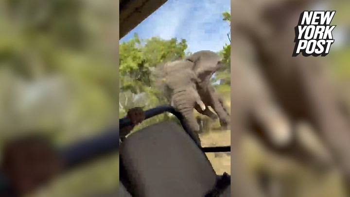 Elephant charges safari truck killing American tourist | News [Video]