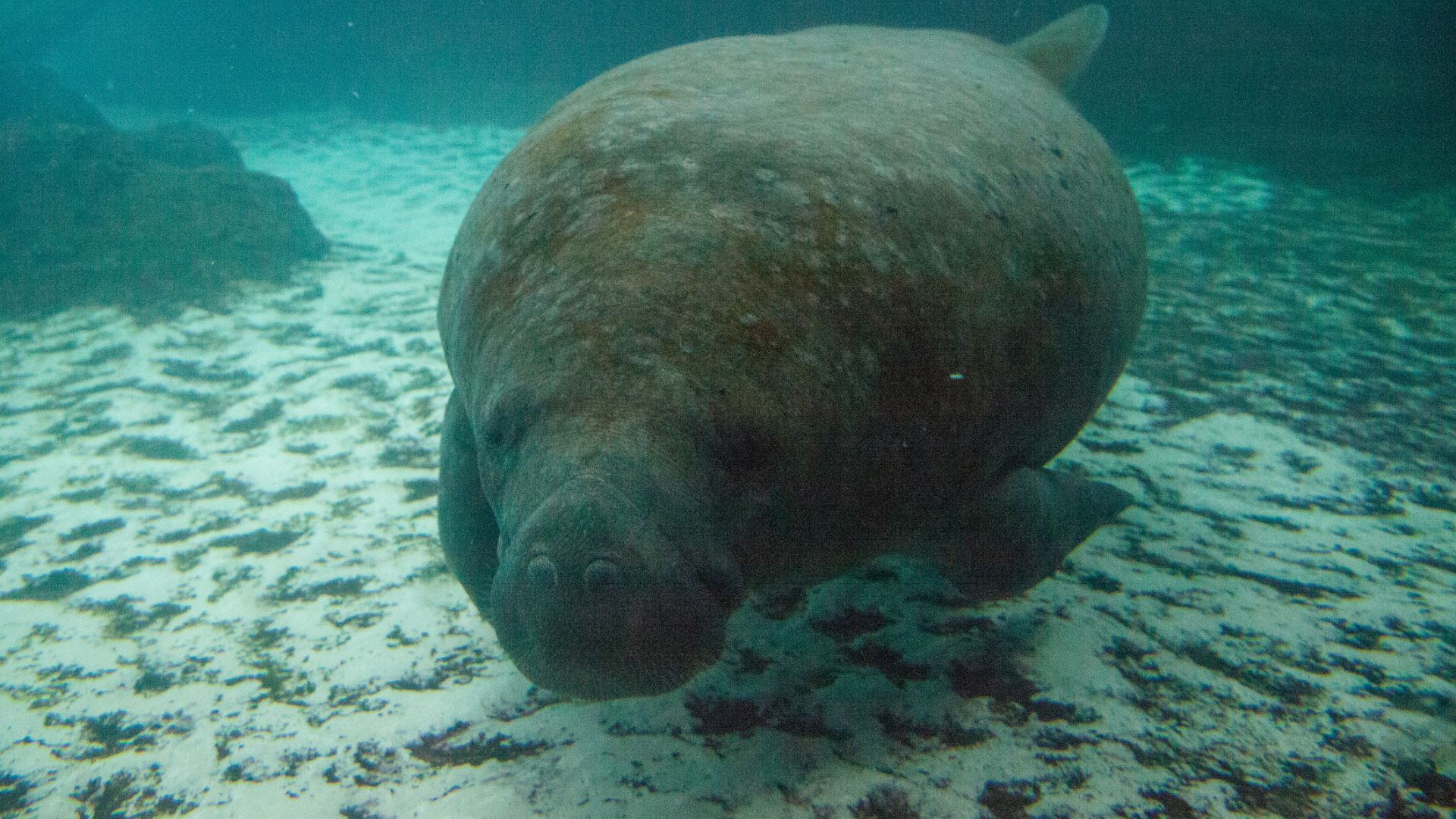 Florida manatees adapted to warm water via artificial plant at risk [Video]