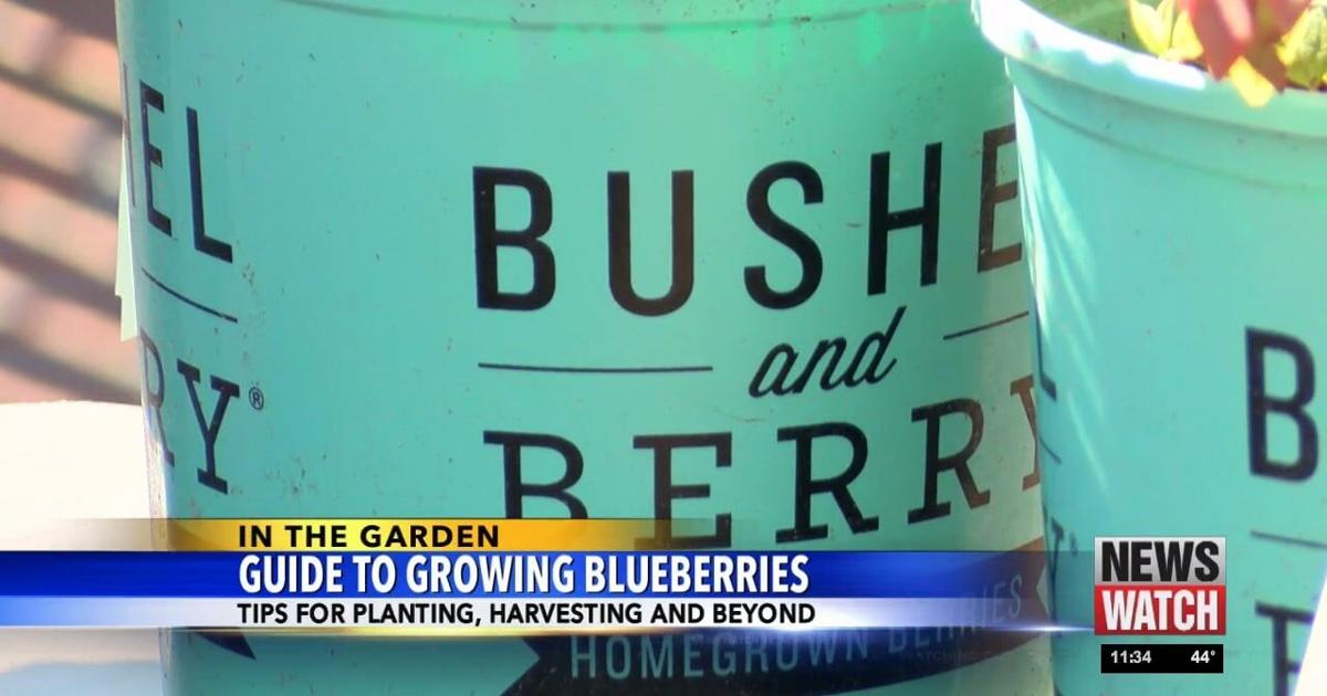 In The Garden: Guide To Growing Blueberries | Features [Video]