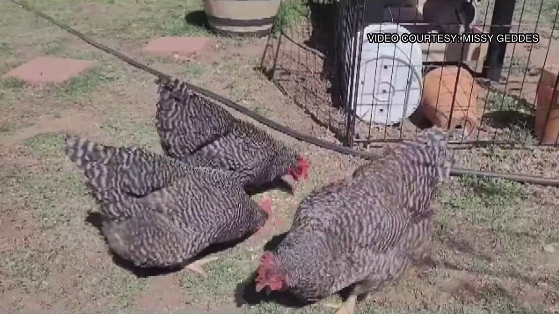 Case of bird flu found in Texas egg factory [Video]
