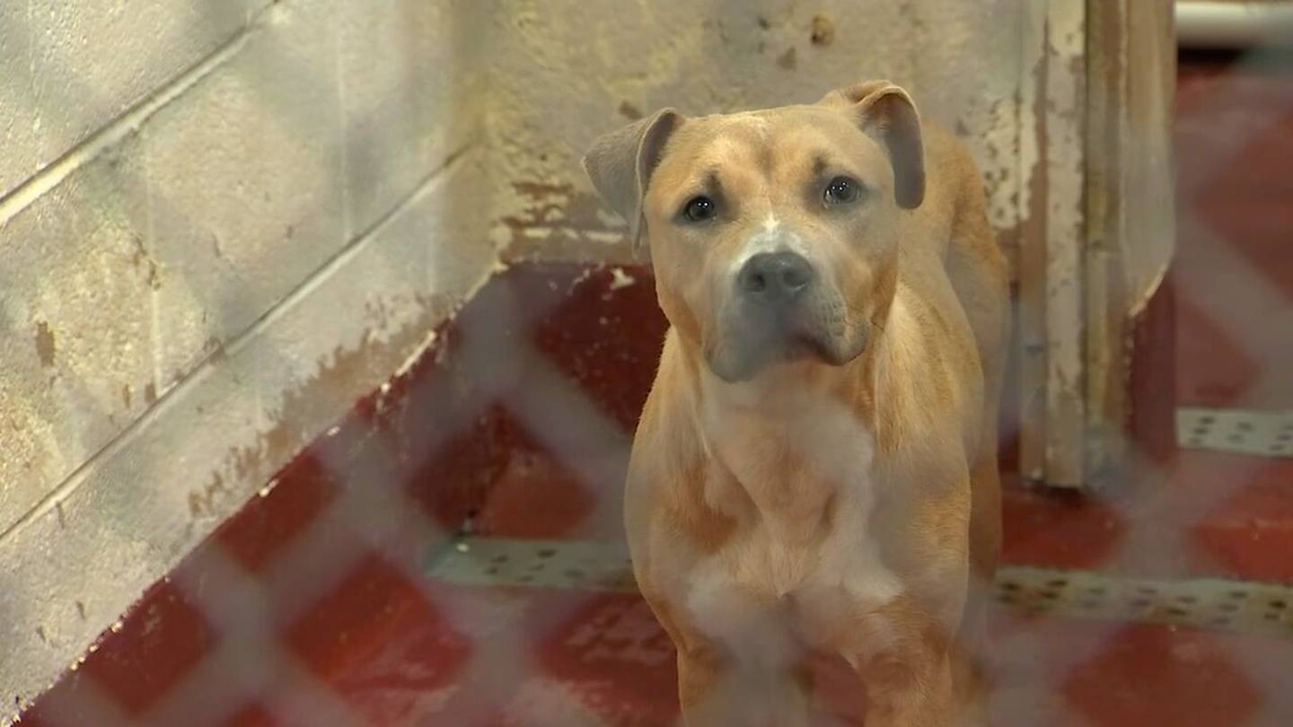 Atlanta cut off from Fulton County animal services after deal fails to be reached  WSB-TV Channel 2 [Video]