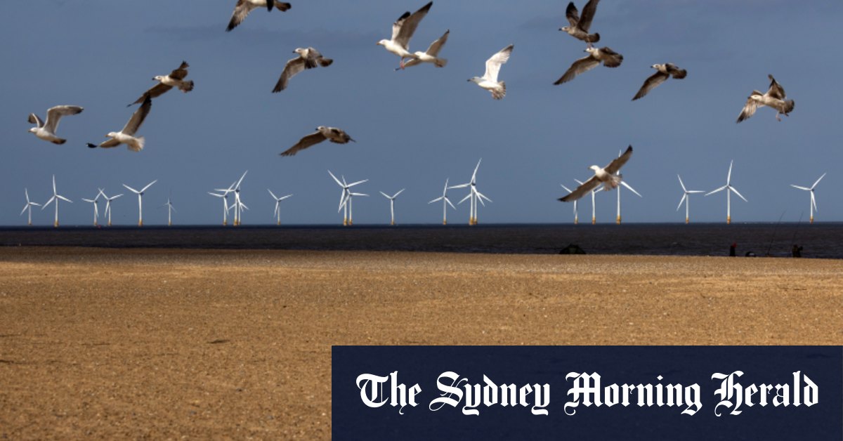 Albanese government faces clash between renewable energy, native species agendas [Video]